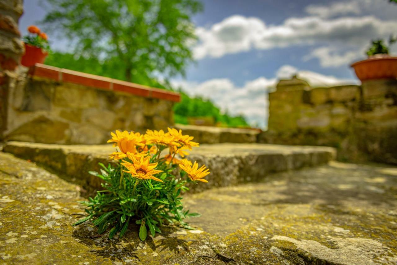 Pensjonat Casa Al Bosco SantʼEllero Zewnętrze zdjęcie